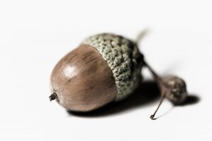 Close-up detail of English acorn